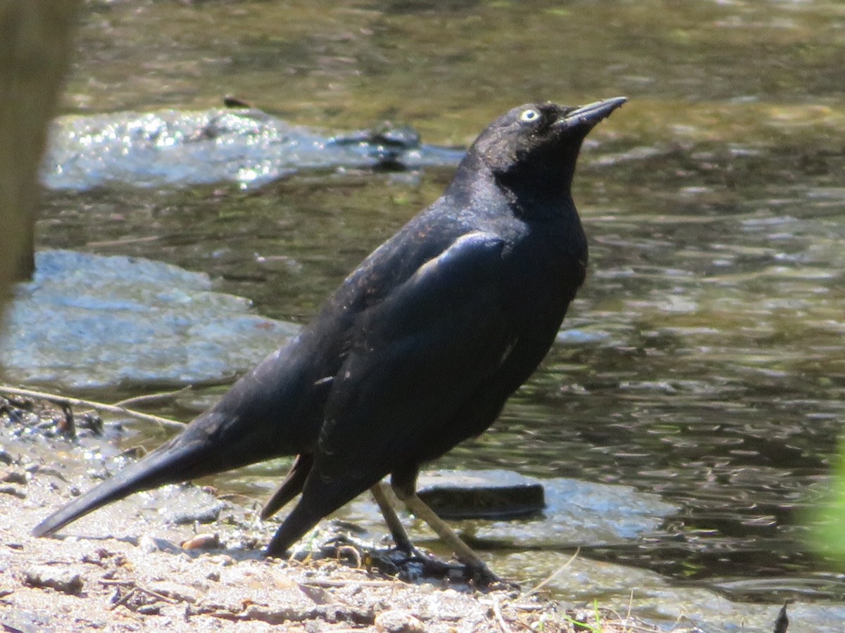 Rusty Blackbird - ML54765611