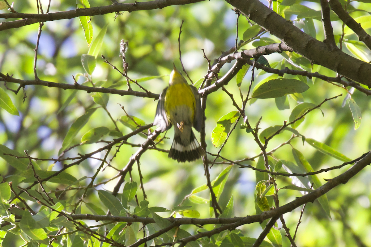 Magnolia Warbler - ML547657711