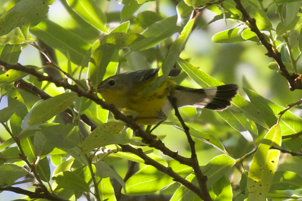 Magnolia Warbler - ML547657951