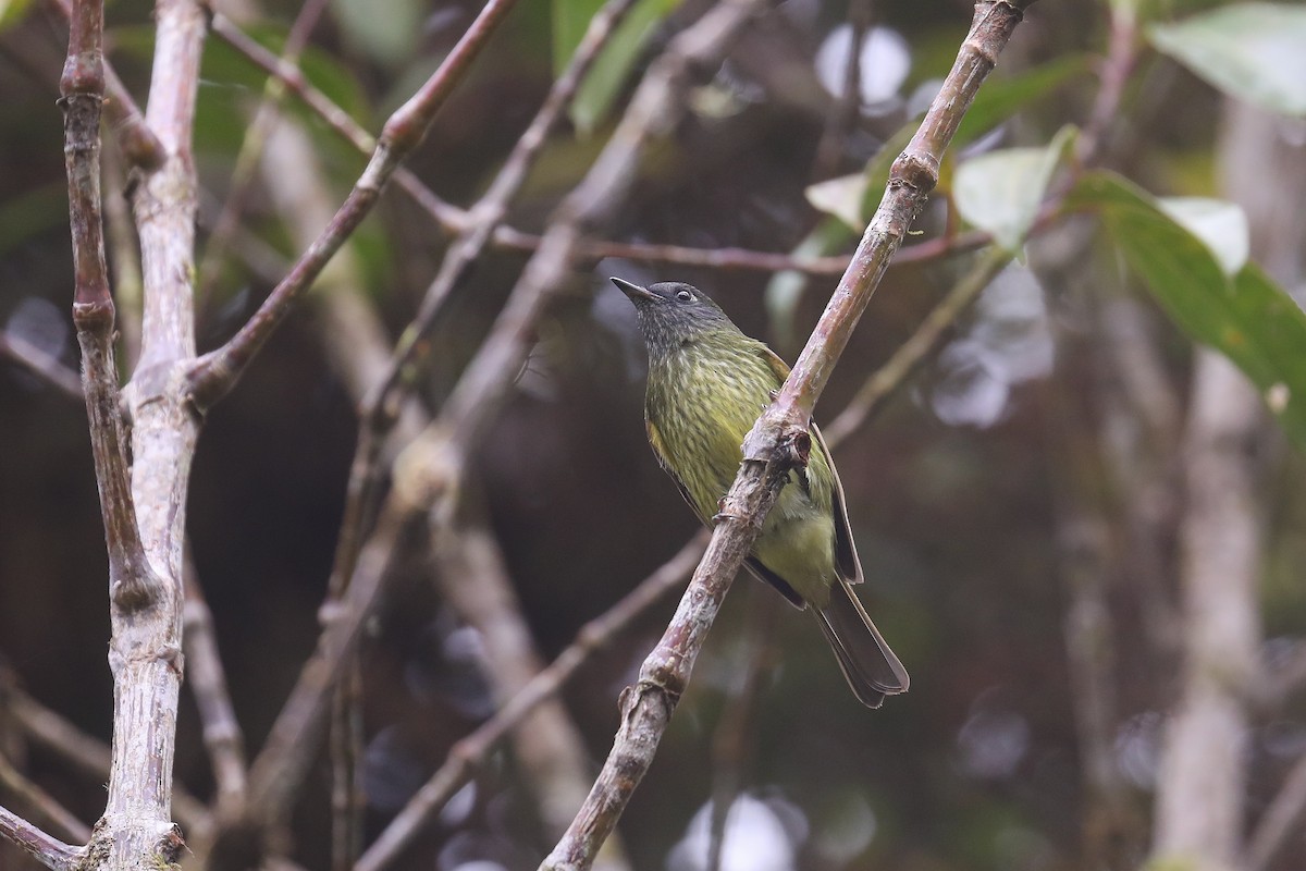 Streak-necked Flycatcher - ML547658381