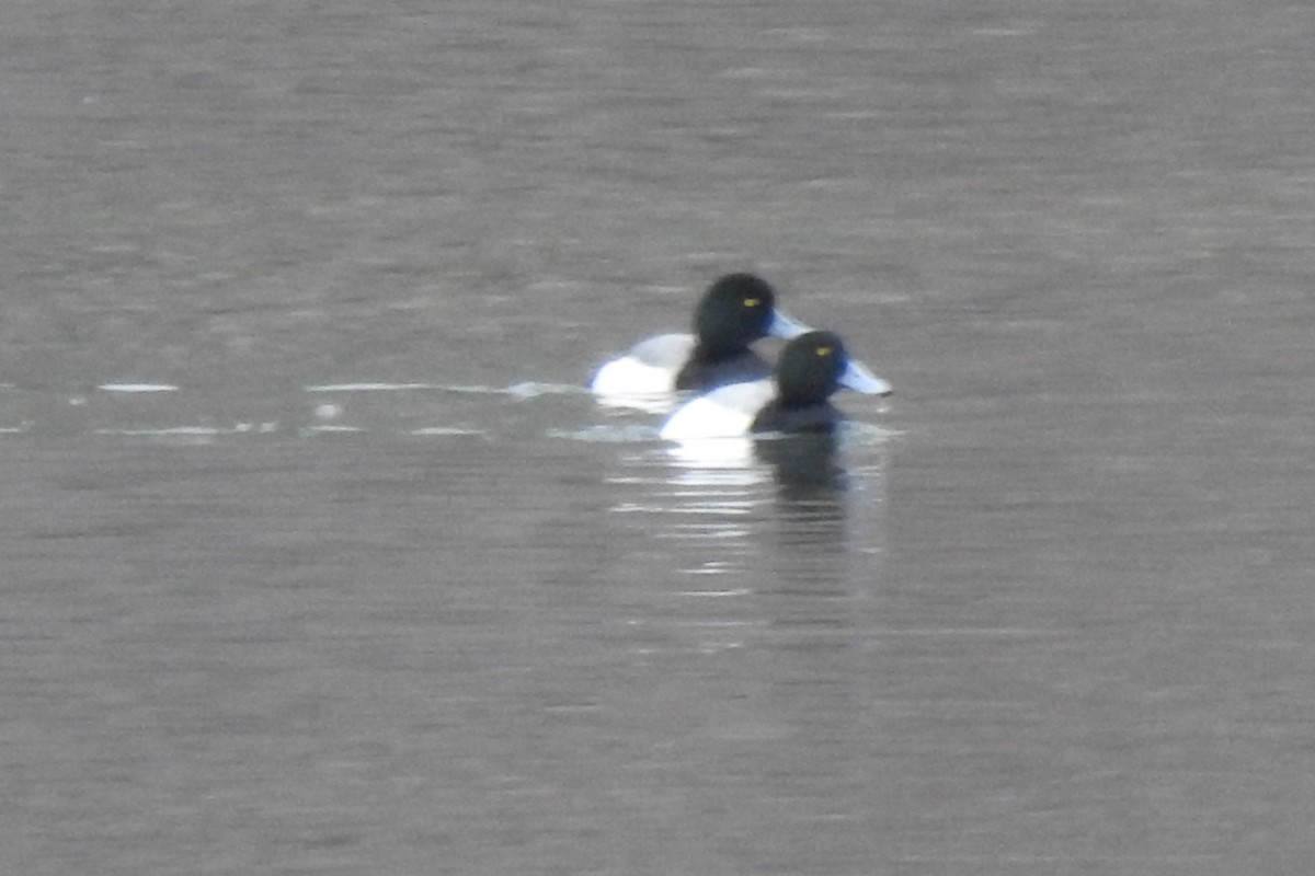 Greater Scaup - ML547658891