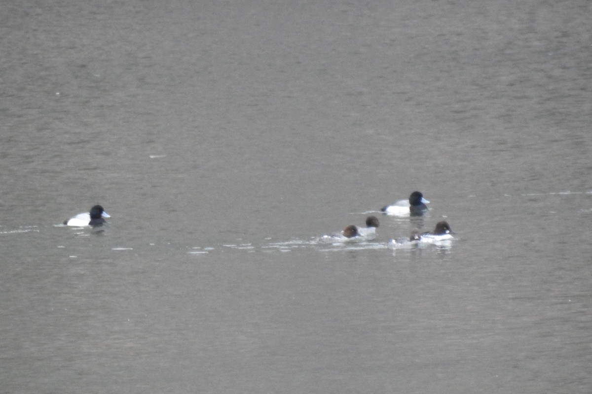 Greater Scaup - ML547658911