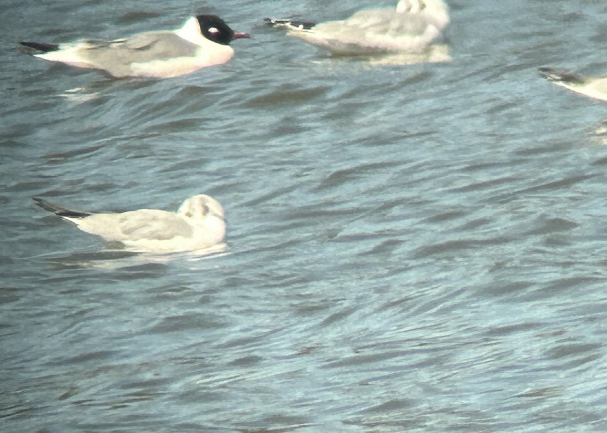 Franklin's Gull - Chris Welsh