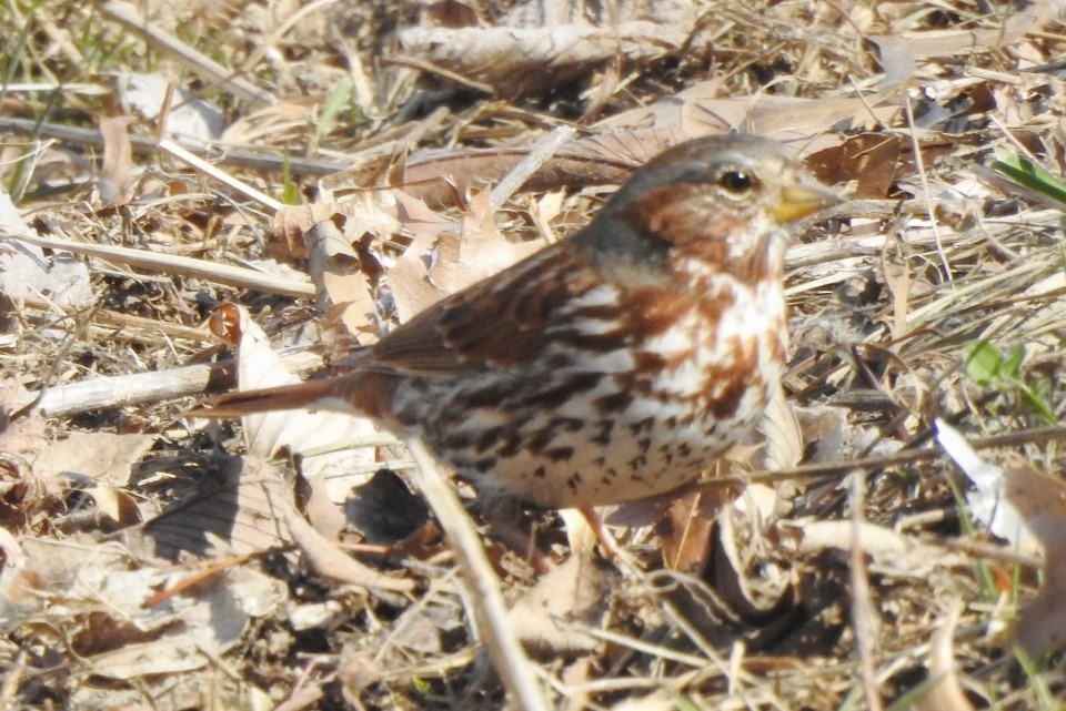 Fox Sparrow - ML547659761