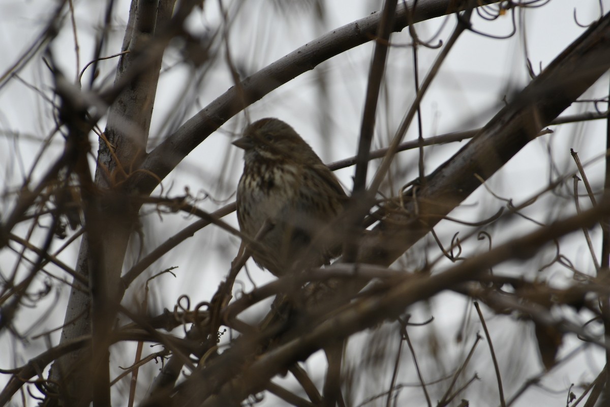 Song Sparrow - Tammy Short