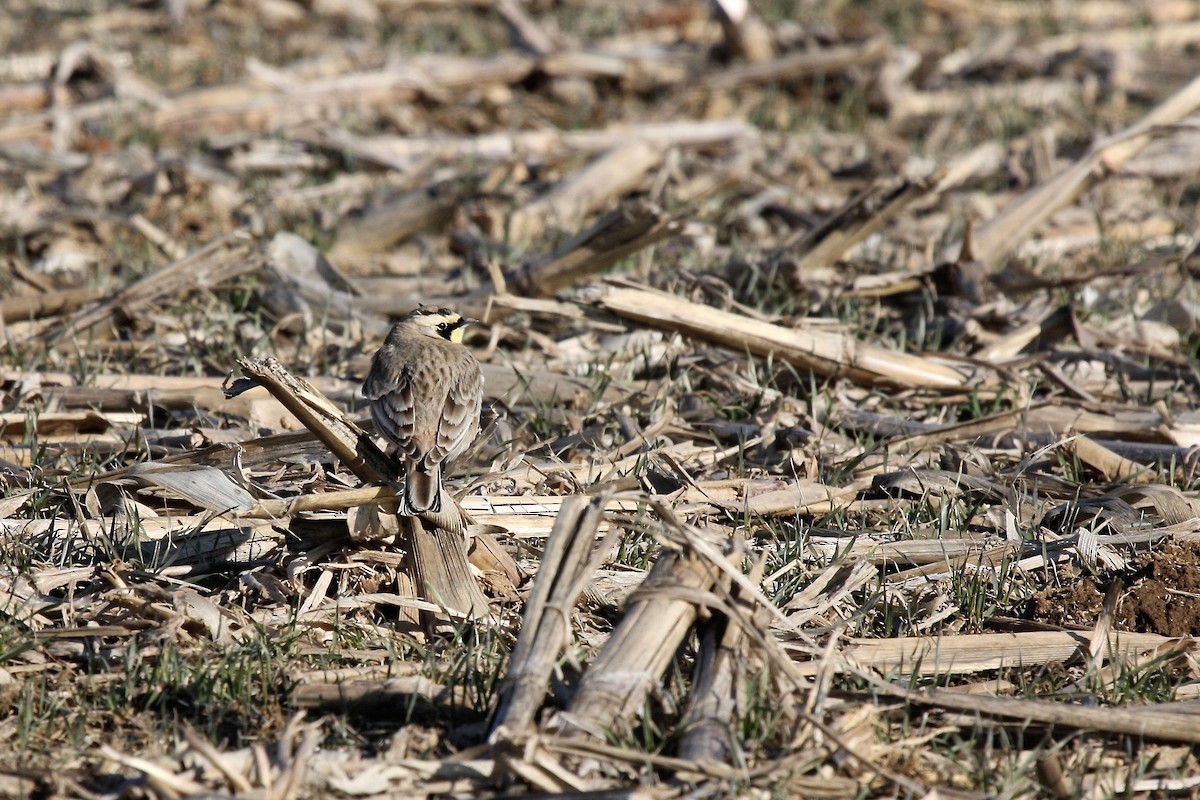 Horned Lark - Tom Amico