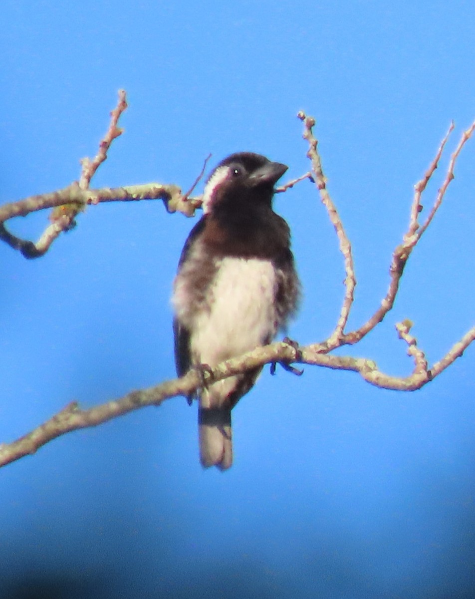 Barbudo Orejiblanco Común (leucotis/kilimensis) - ML547660721