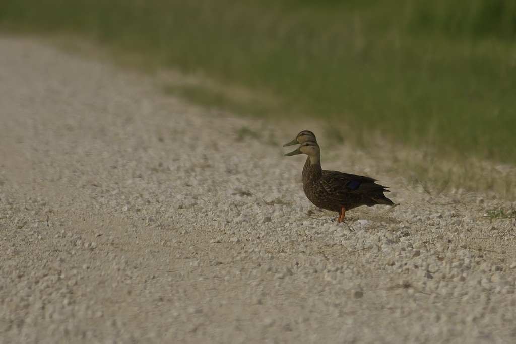 Mottled Duck (Gulf Coast) - ML547661031