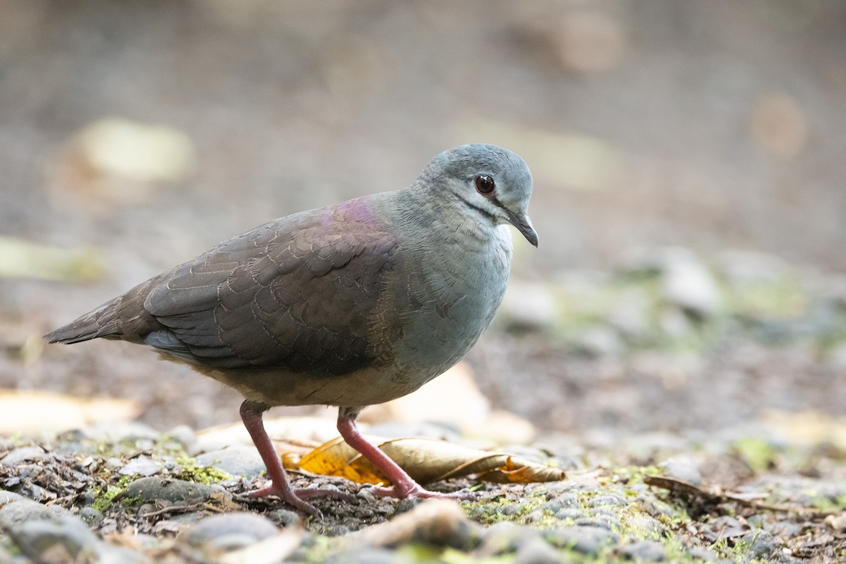 Purplish-backed Quail-Dove - ML547663451