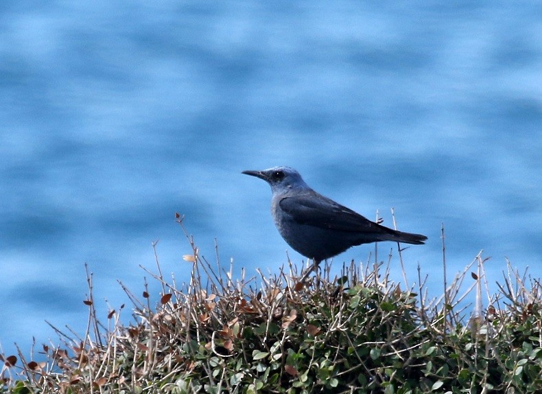 Blue Rock-Thrush - ML547664121