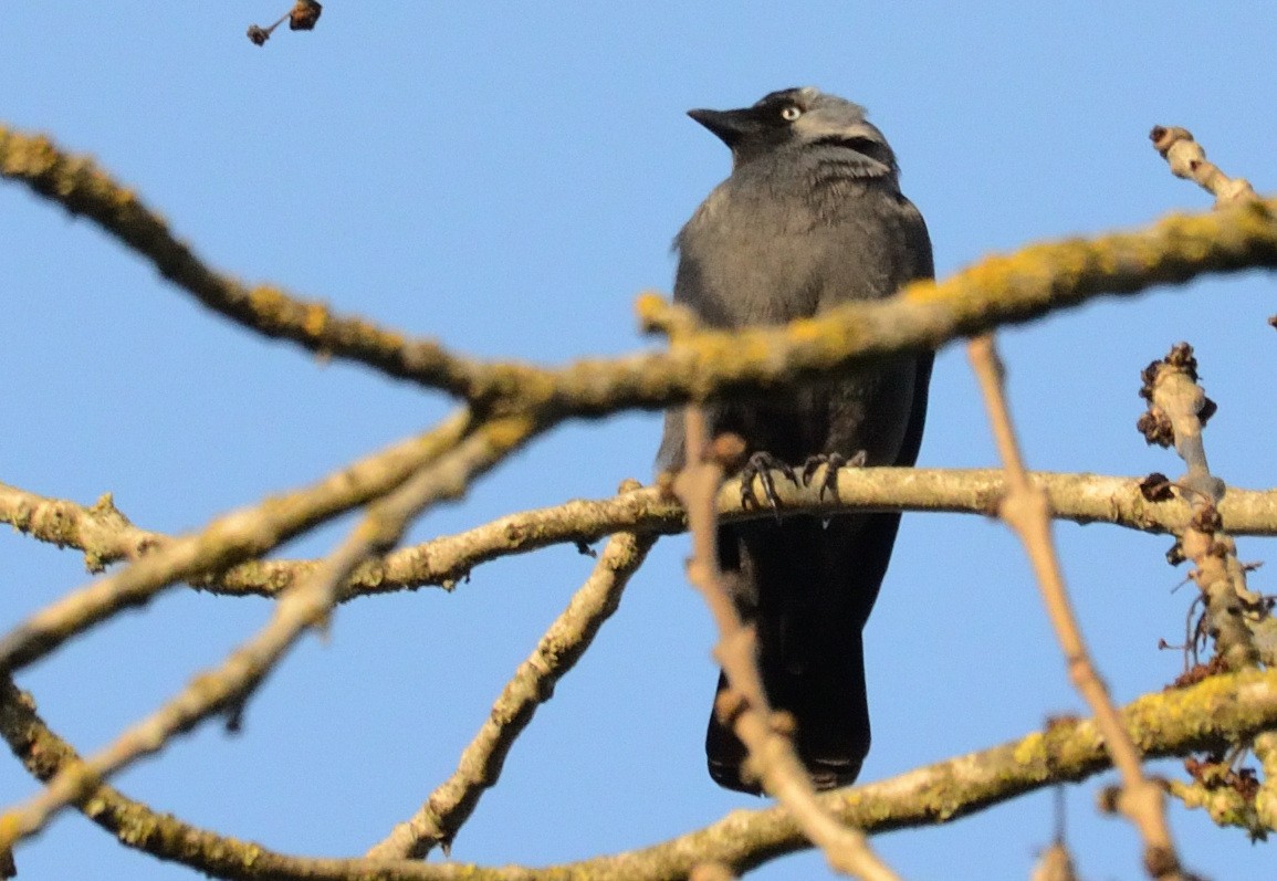 Eurasian Jackdaw - ML547664471