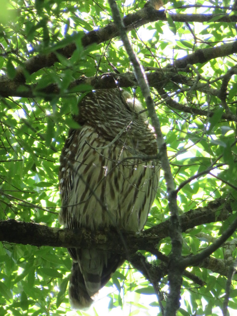 Barred Owl - ML547666681