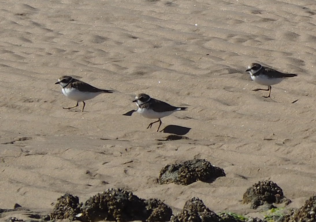 Semipalmated Plover - ML547668221