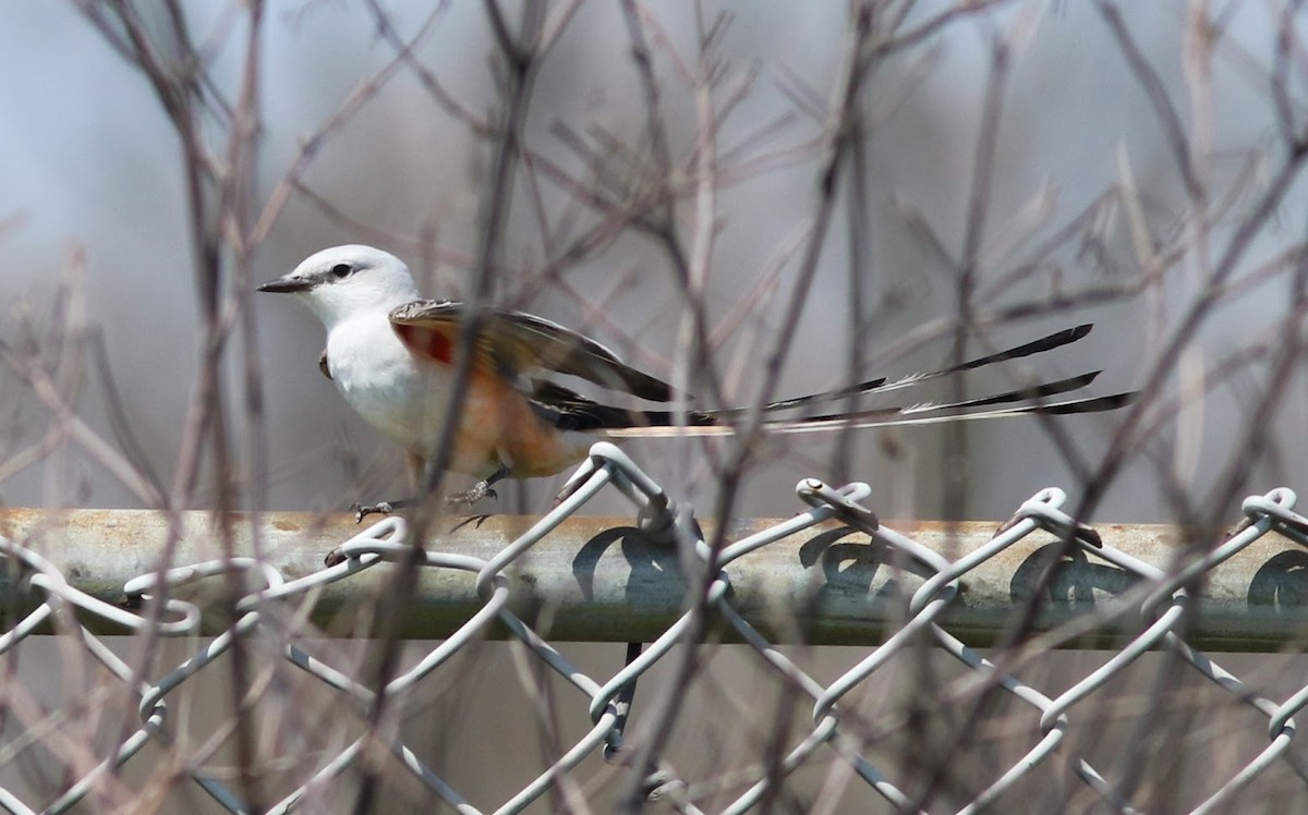 Scissor-tailed Flycatcher - ML54766851