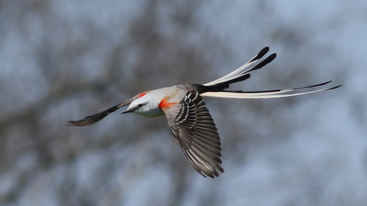Scissor-tailed Flycatcher - ML54766871