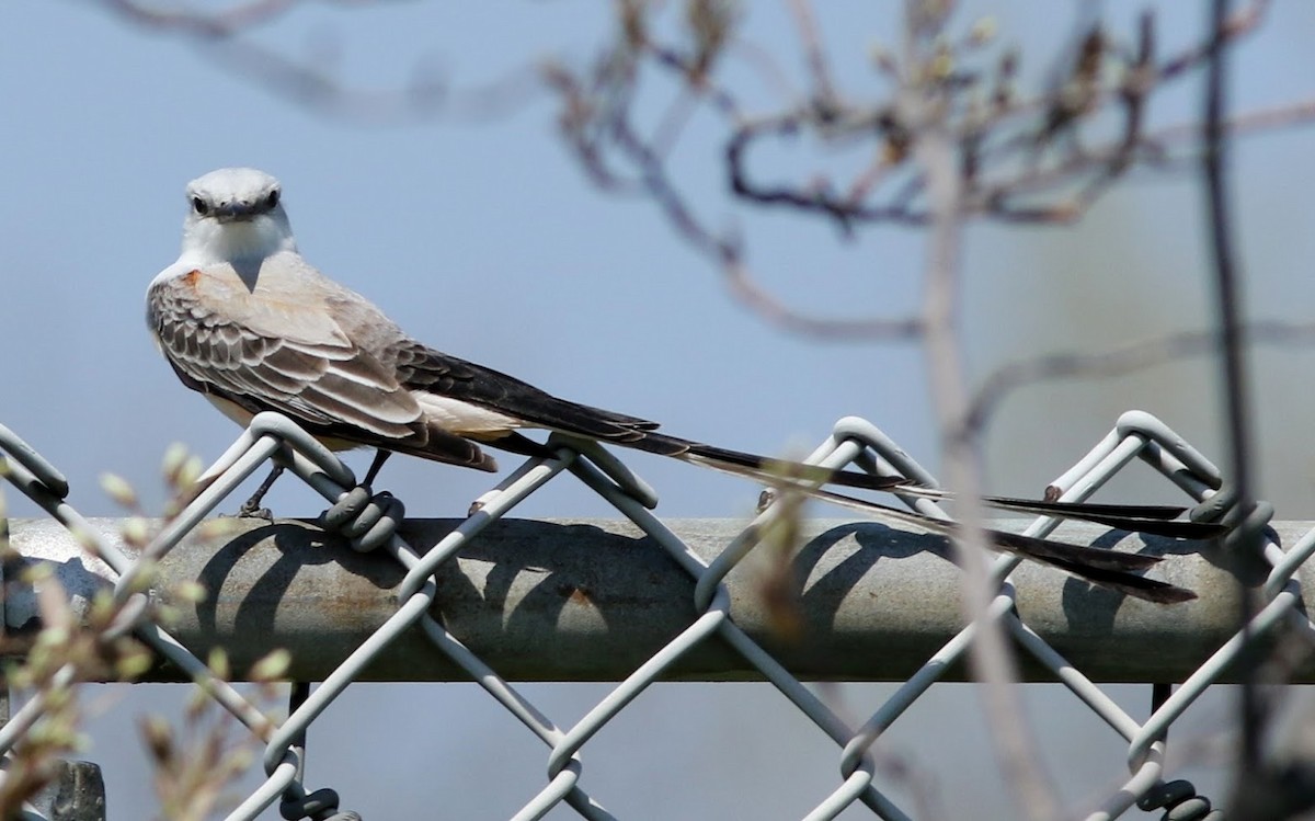 Scissor-tailed Flycatcher - ML54766881