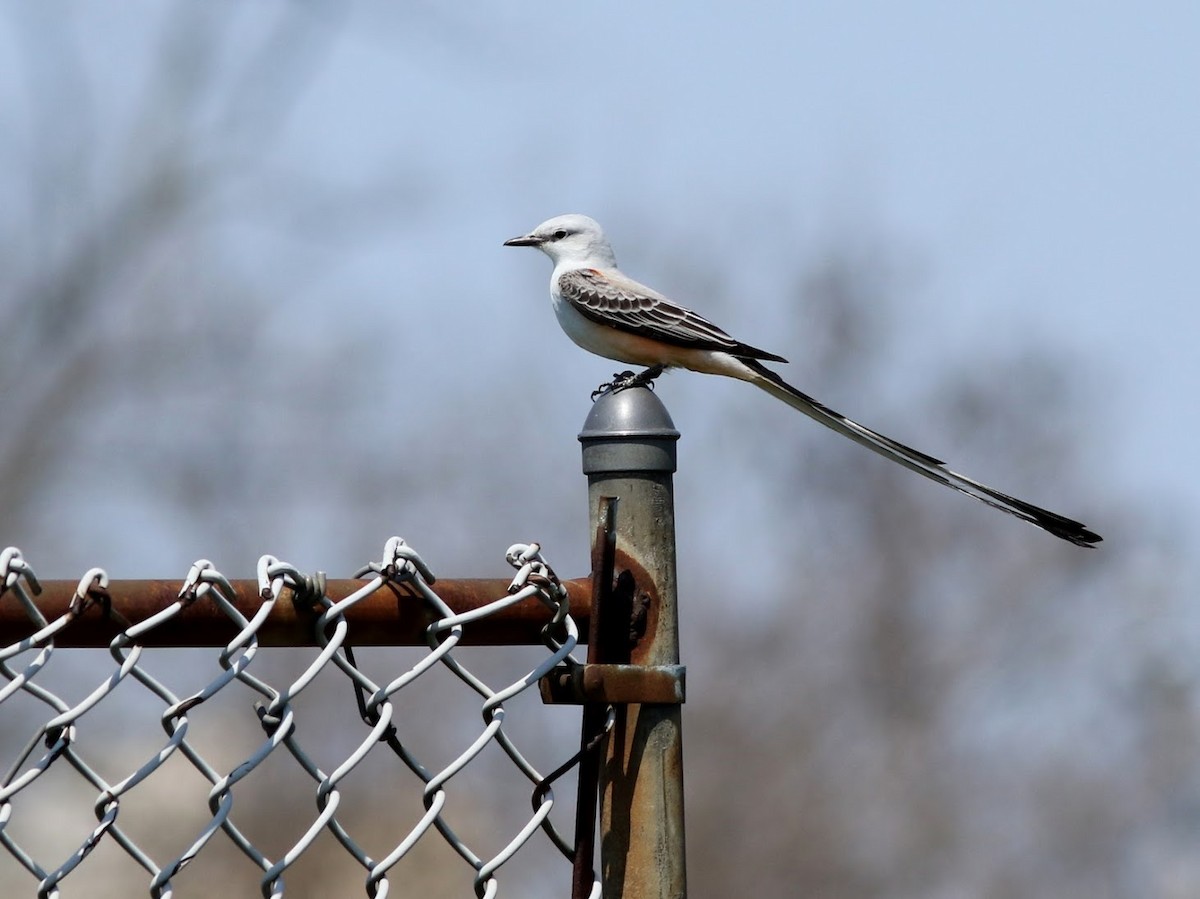 Scissor-tailed Flycatcher - ML54766891