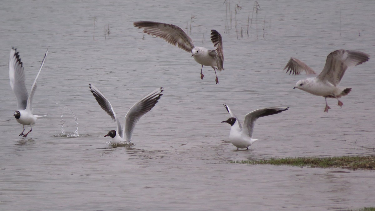 Common Gull (European) - ML547669171