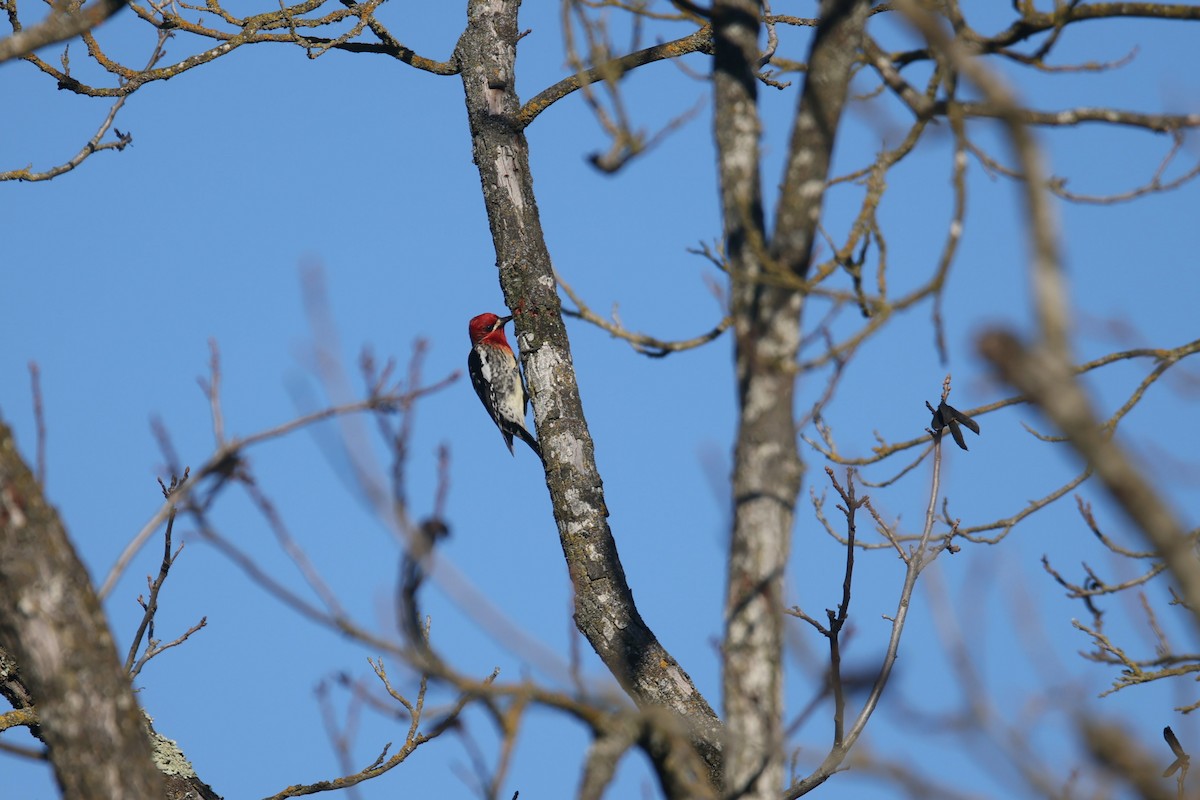 Red-breasted Sapsucker - ML547672061