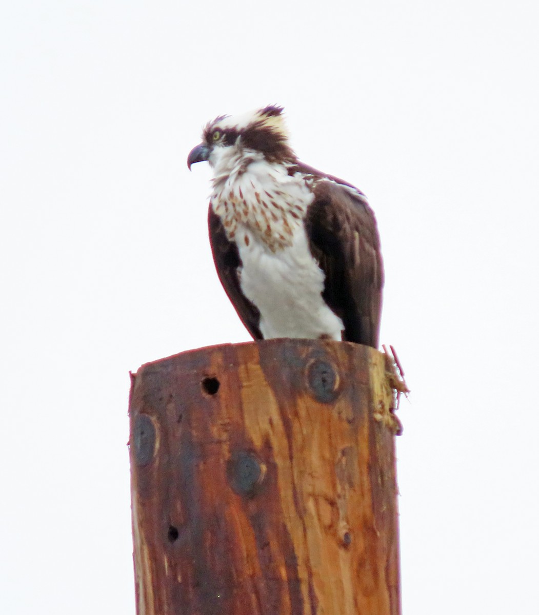 Balbuzard pêcheur - ML547672101