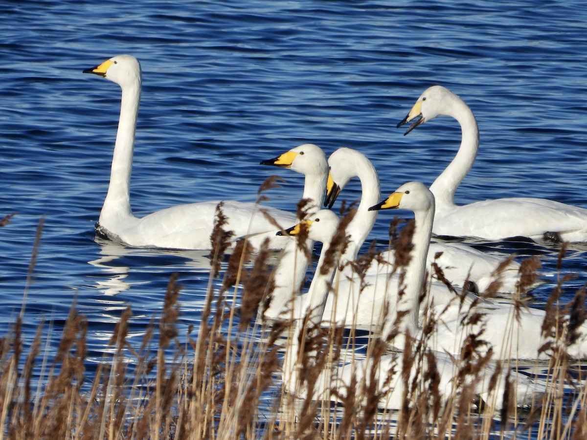 Whooper Swan - ML547672671