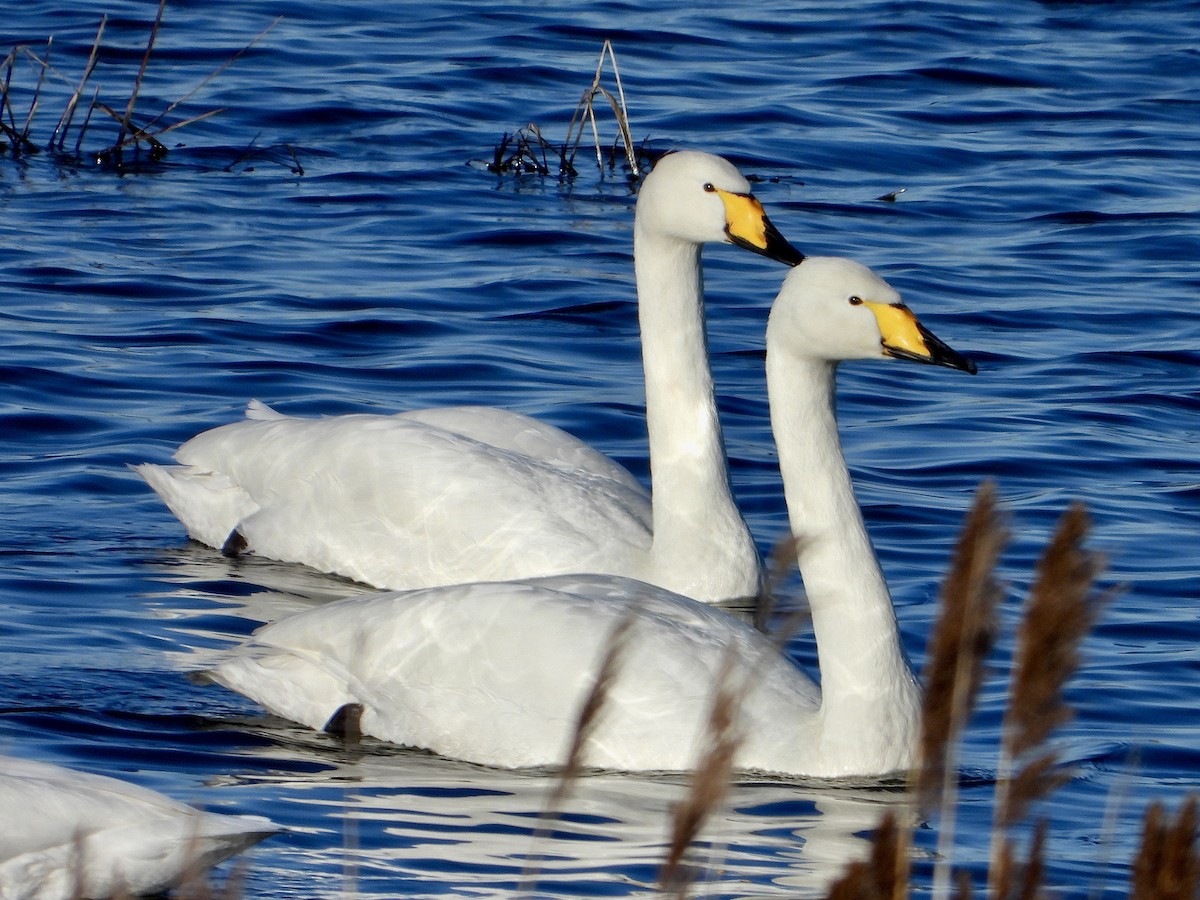 Whooper Swan - ML547672681