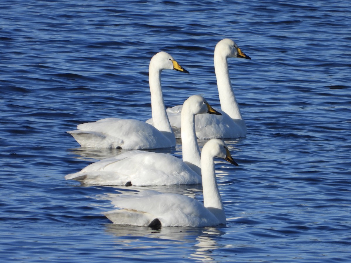 Whooper Swan - ML547672691