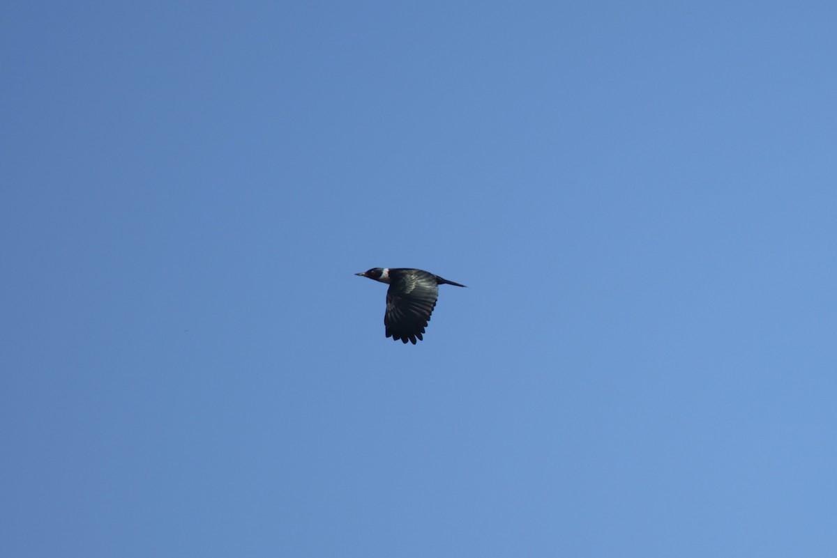 Lewis's Woodpecker - ML547672781