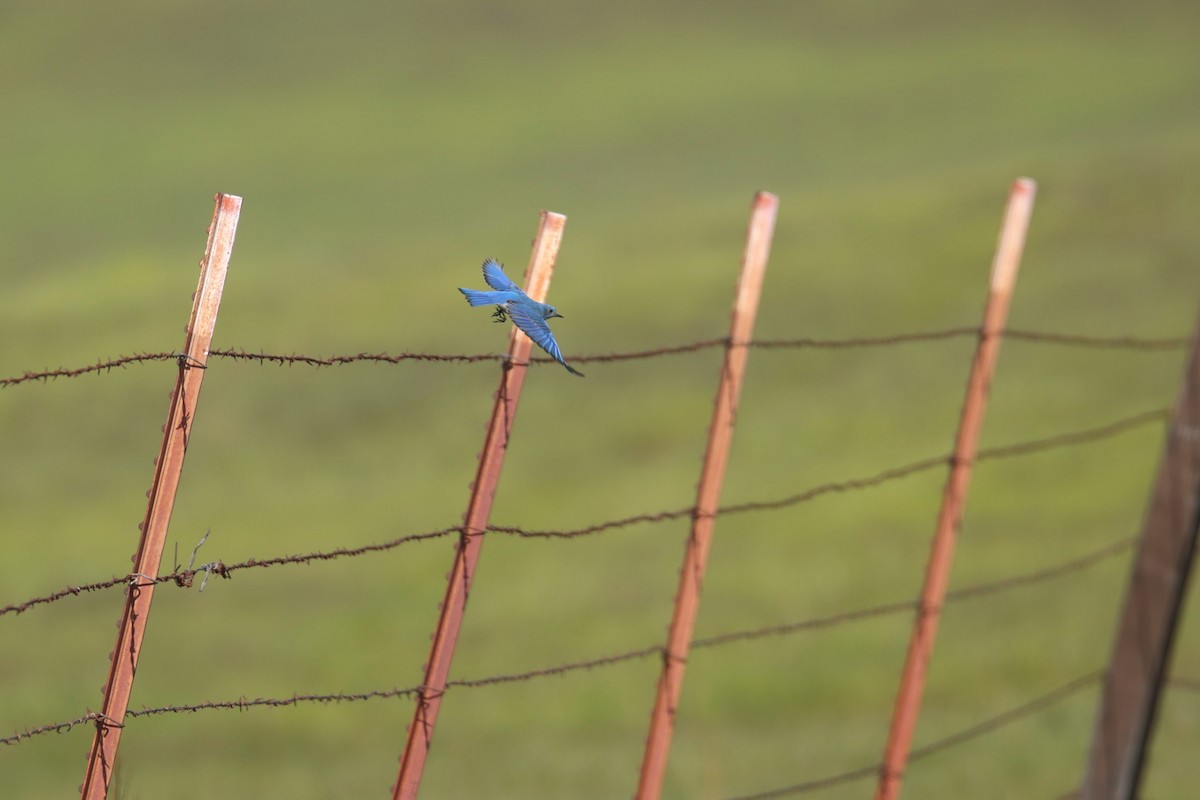 Mountain Bluebird - ML547672851