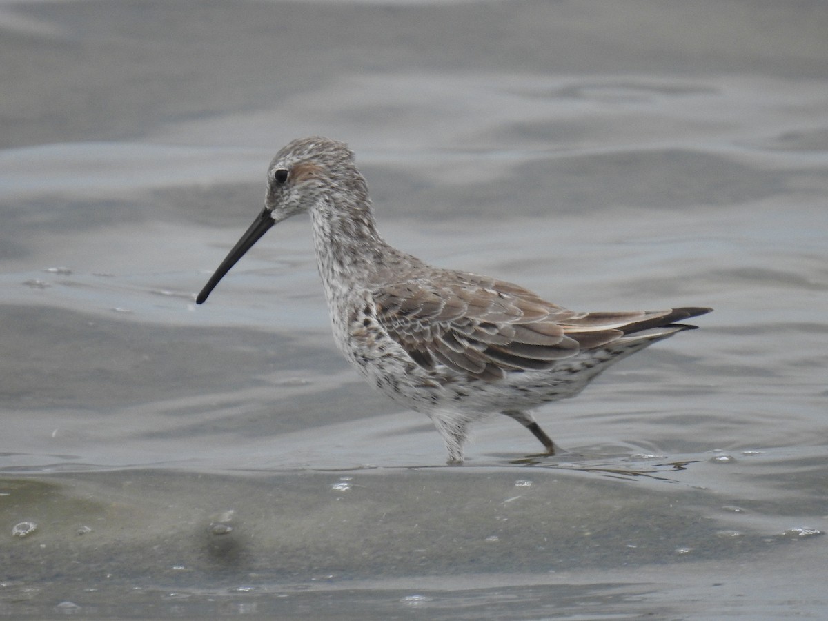 Bindenstrandläufer - ML547673751