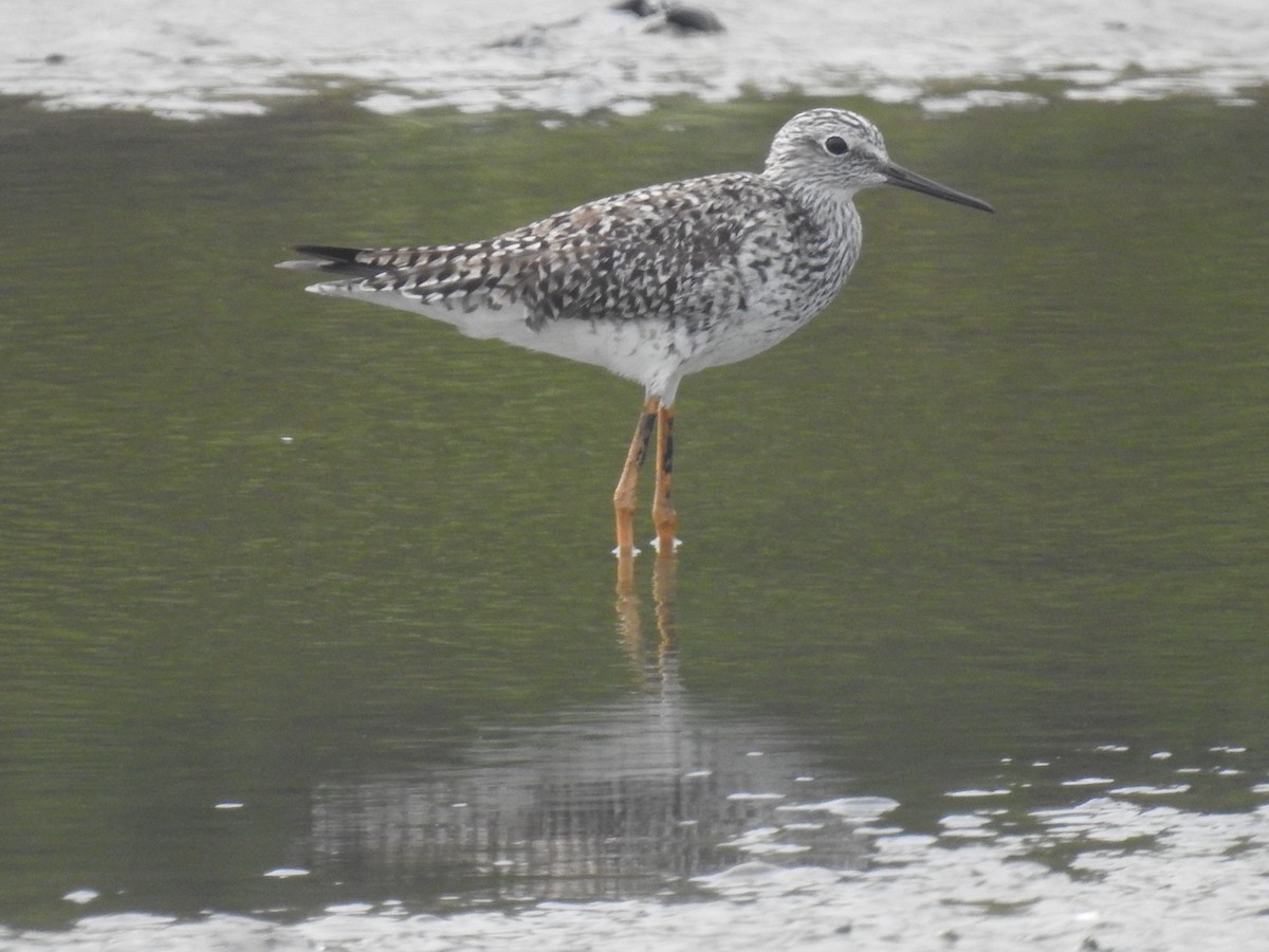 Lesser Yellowlegs - ML547675121