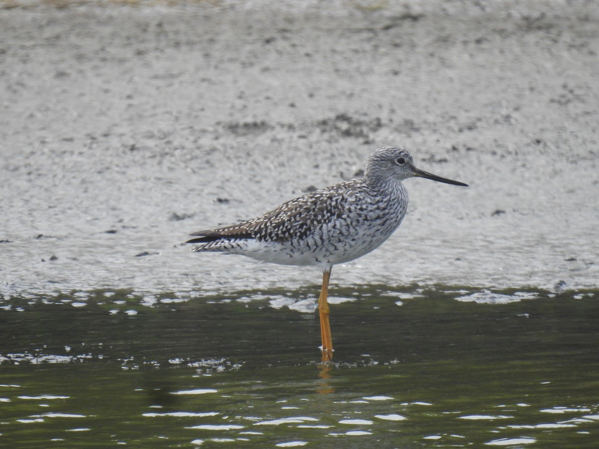 Greater Yellowlegs - Leandro Niebles Puello