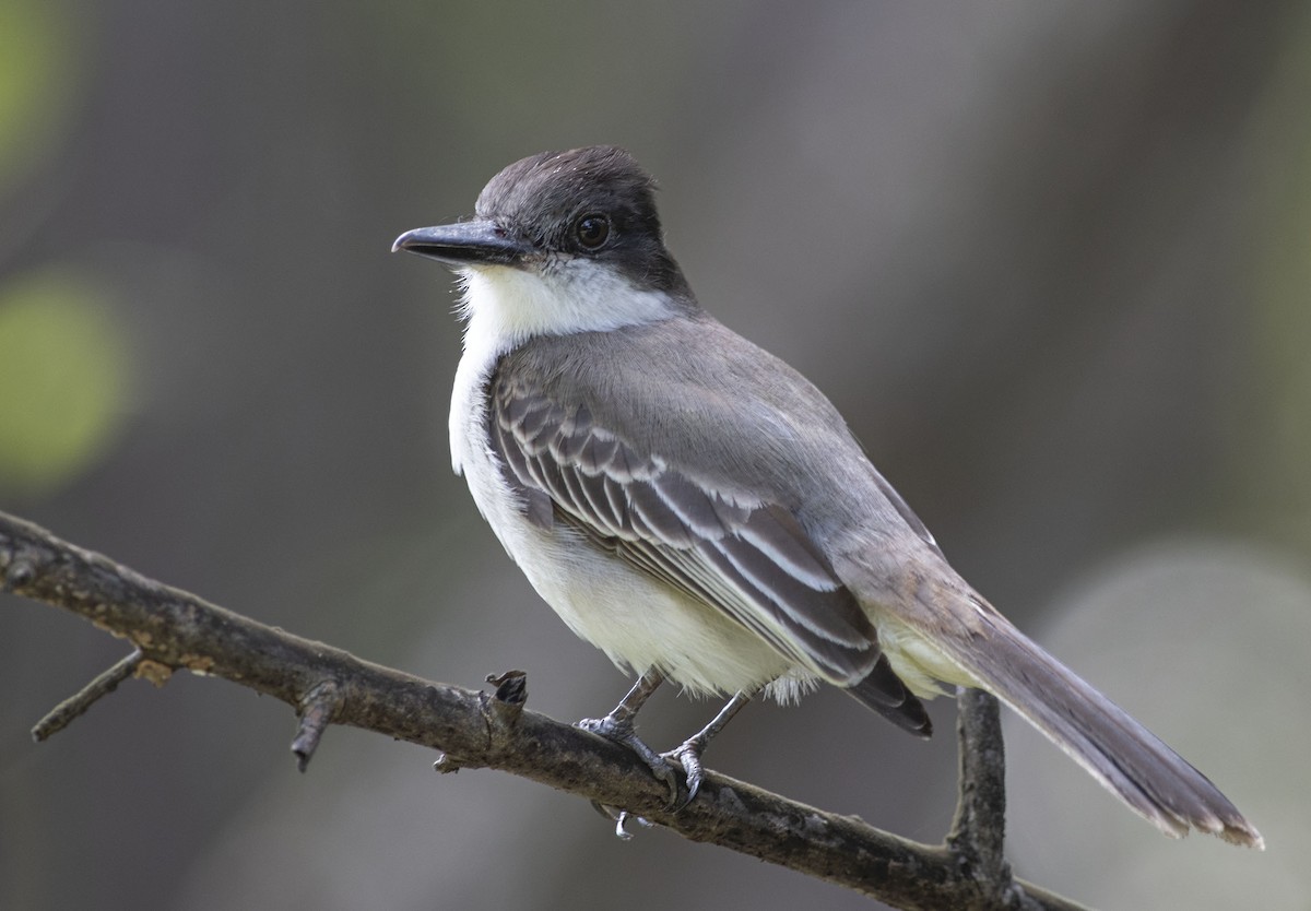 Loggerhead Kingbird - ML547676841