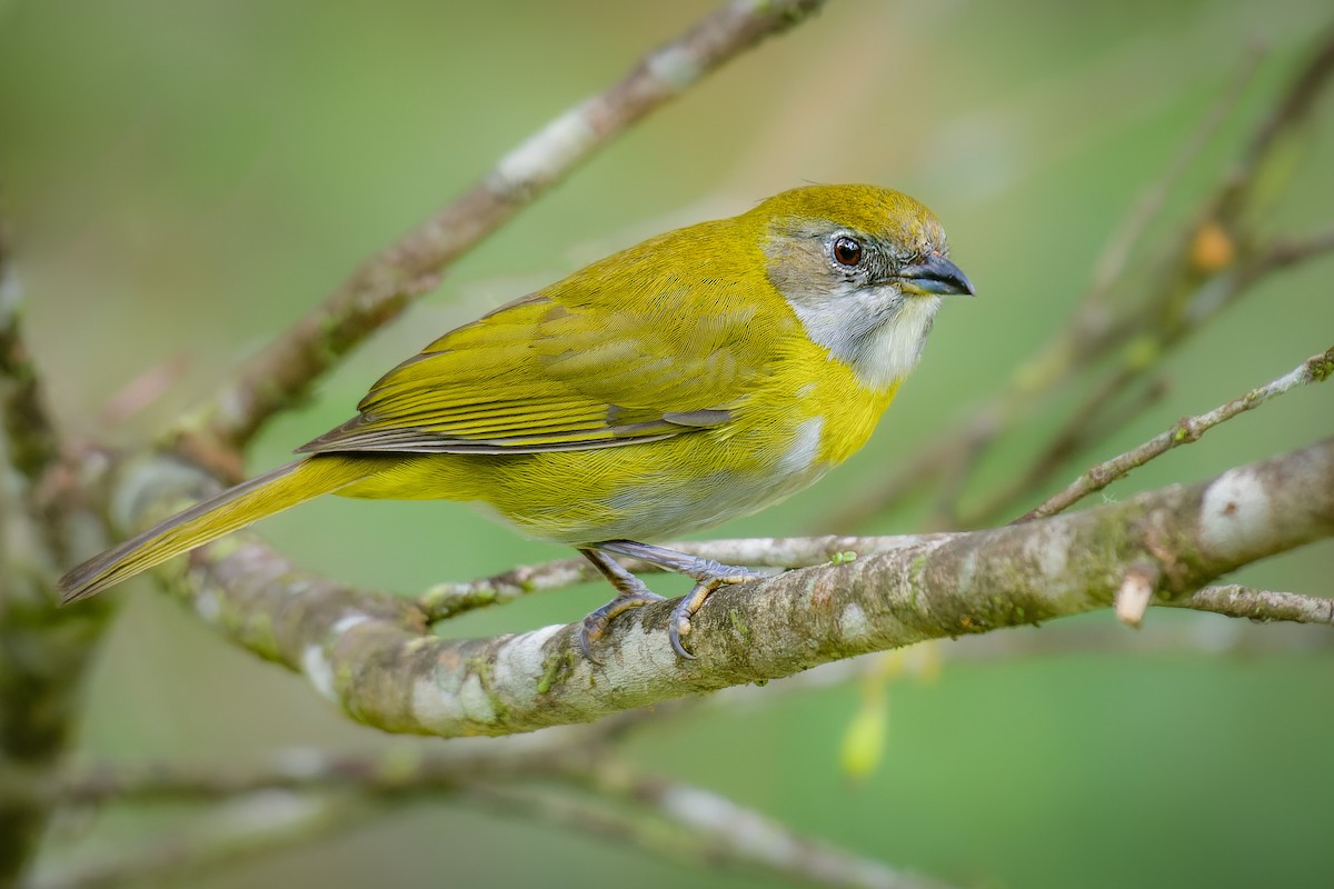 Ashy-throated Chlorospingus - ML547677451