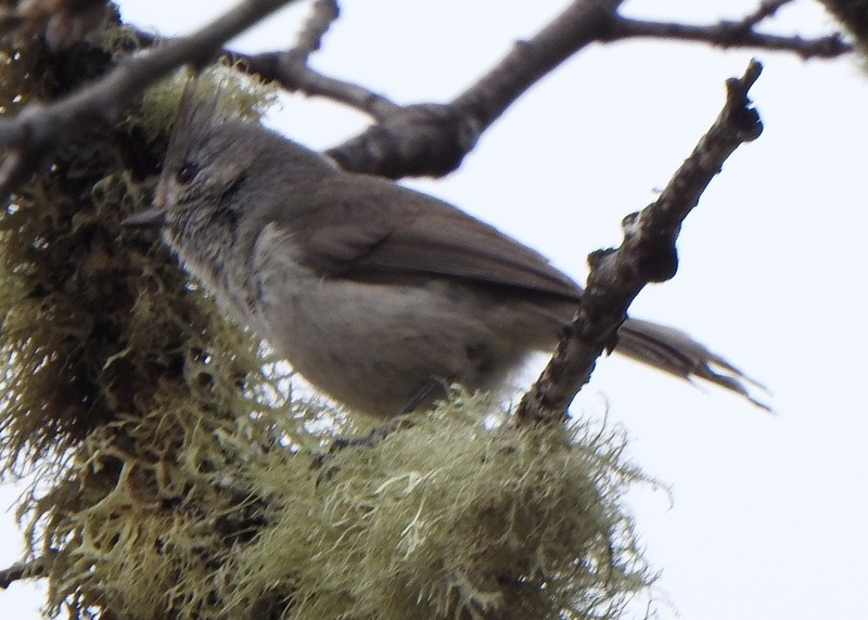 Oak Titmouse - ML547677521