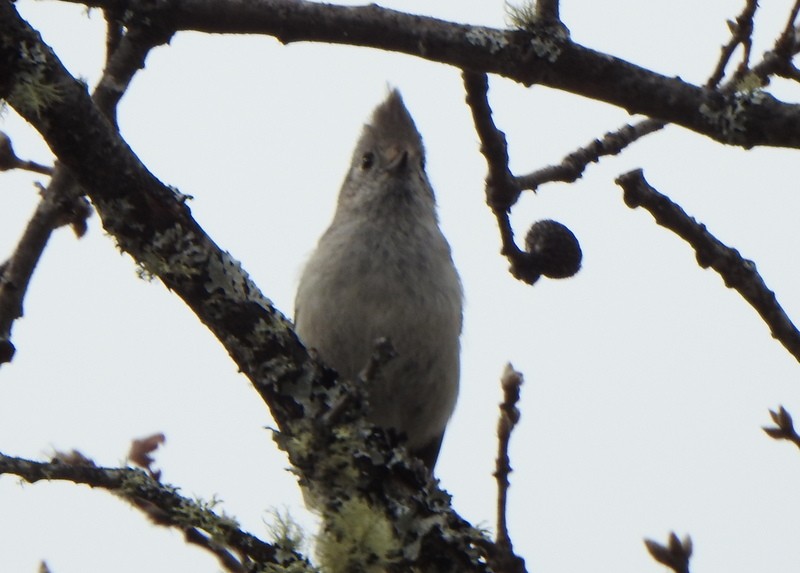 Oak Titmouse - ML547677531