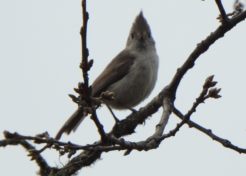 Oak Titmouse - ML547677541