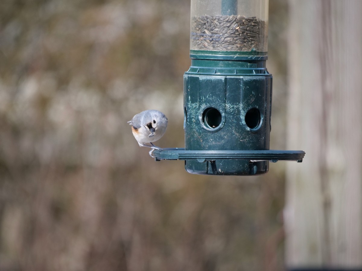 Tufted Titmouse - ML547678011