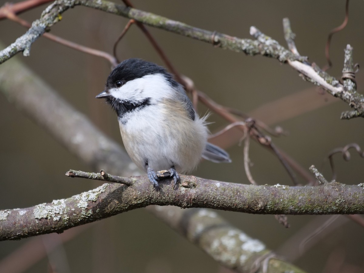 Black-capped Chickadee - Steven Furino