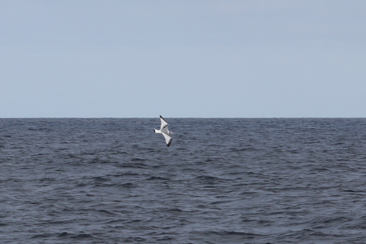 Black-legged Kittiwake - ML547678441