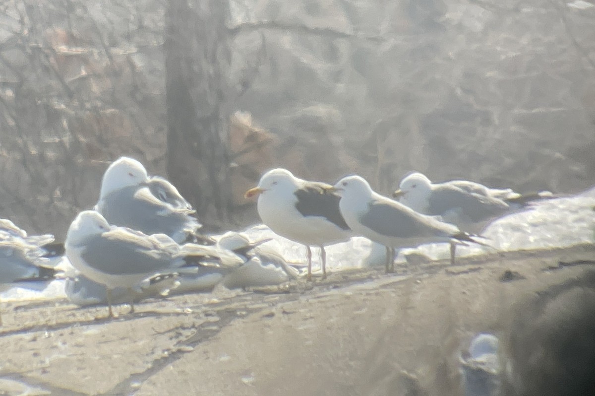 Бэсрэг цахлай - ML547680171