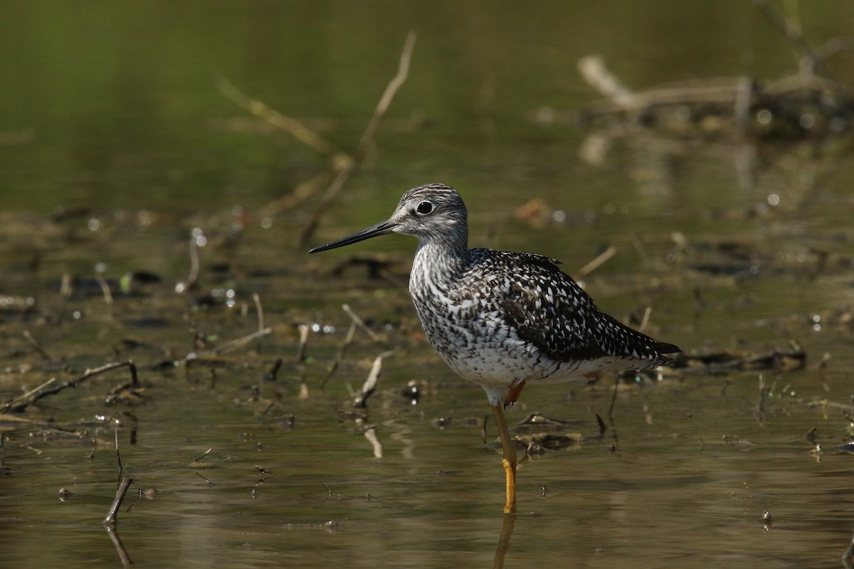 Greater Yellowlegs - ML54768121