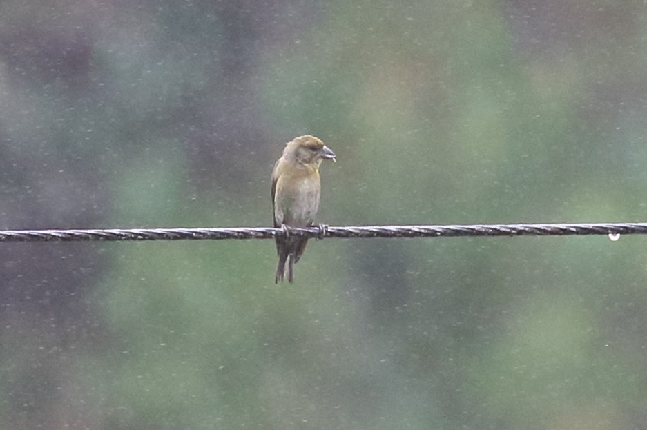 Crociere comune - ML547683471