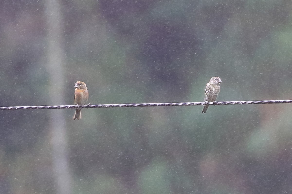 Crociere comune - ML547683481