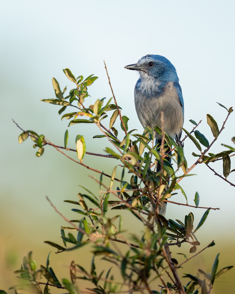 Florida Scrub-Jay - ML547684411