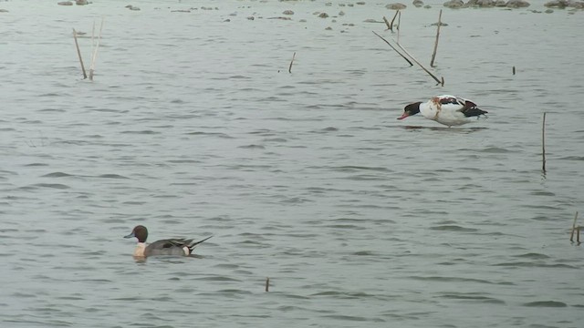 Northern Pintail - ML547684561