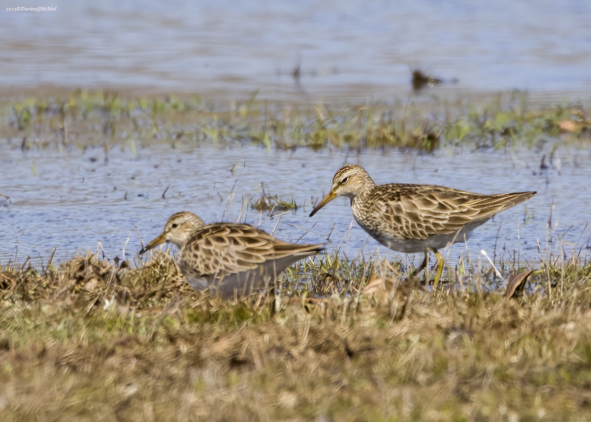 Pectoral Sandpiper - ML547684981