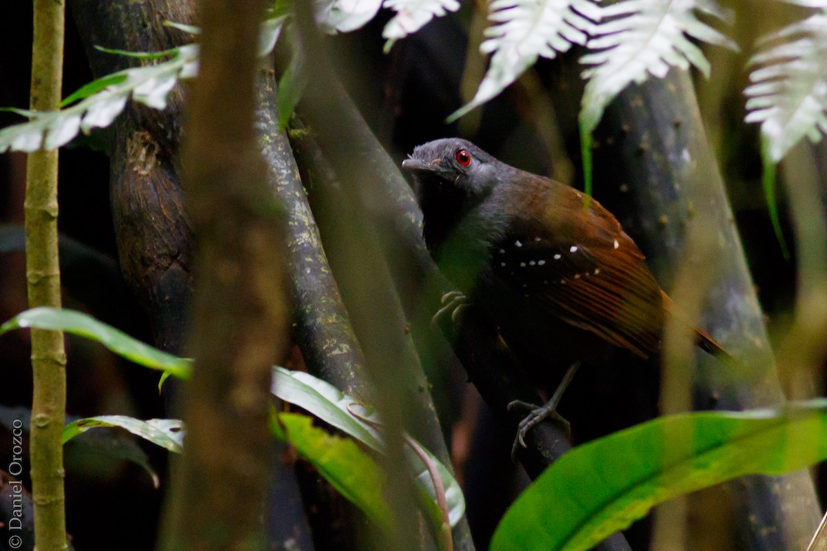Magdalena Antbird - Daniel Orozco Montoya