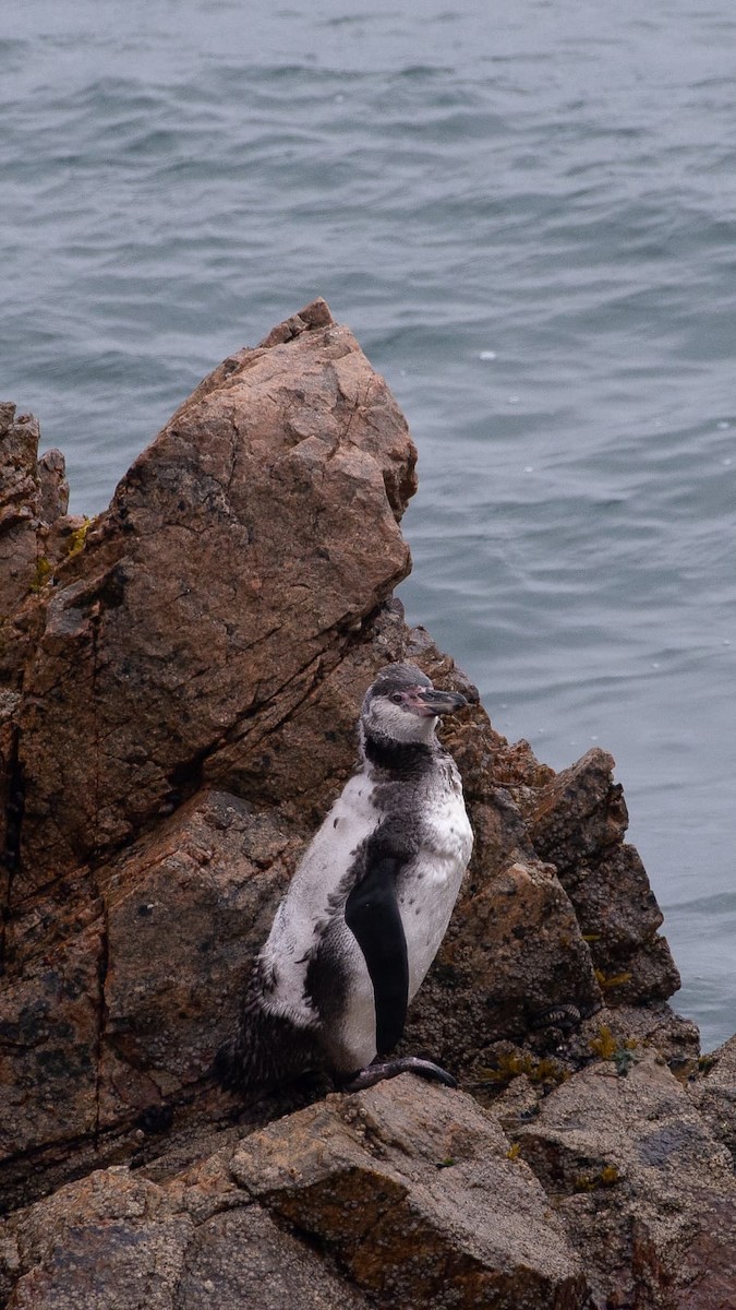 Humboldt Penguin - ML547687571