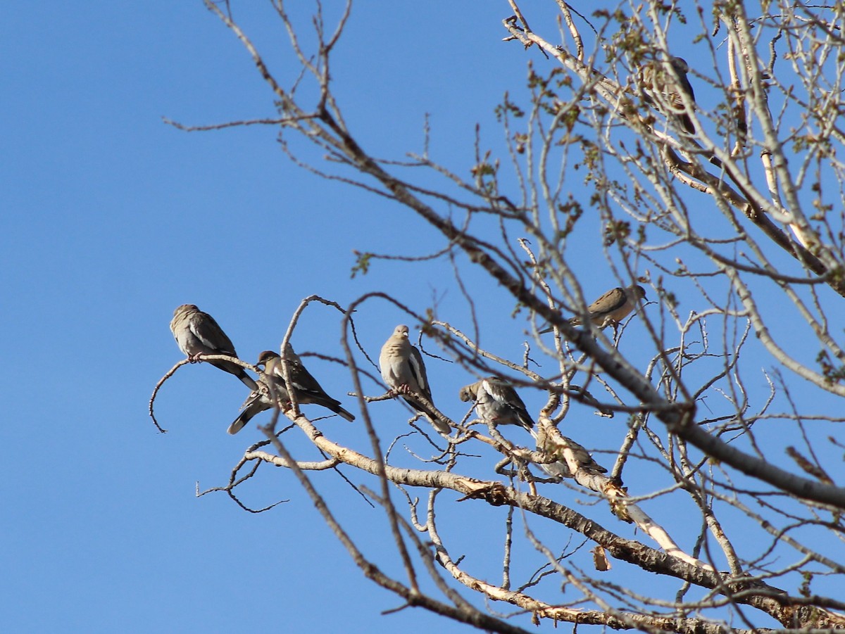 White-winged Dove - ML547688031